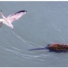 Danza di nutria con gabbiani - Foto 8 di sequenza di 9