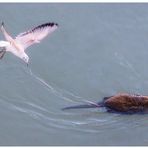 Danza di nutria con gabbiani - Foto 8 di sequenza di 9