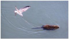 Danza di nutria con gabbiani - Foto 8 di sequenza di 9