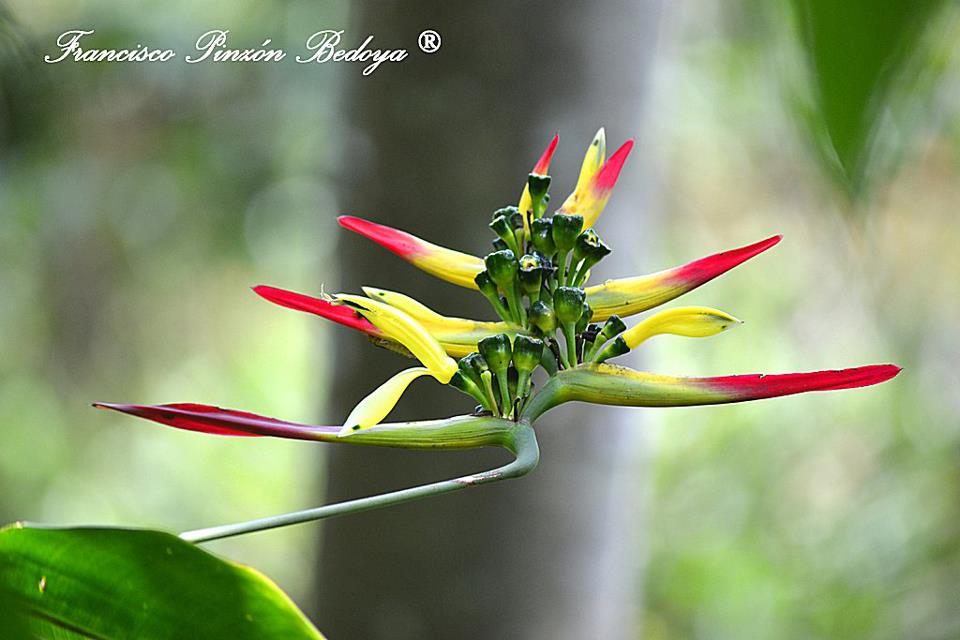 Danza en colores