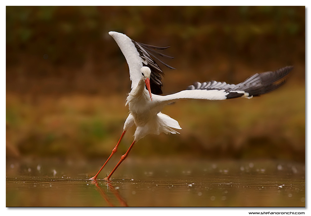 Danzando sull'acqua