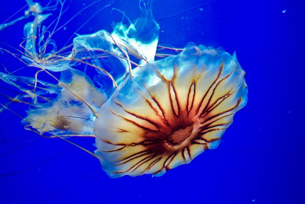 Pesci e molluschi Immagini e foto