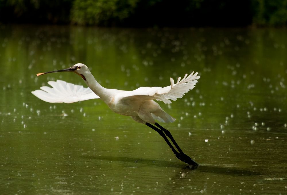 danzatrice pronta al salto