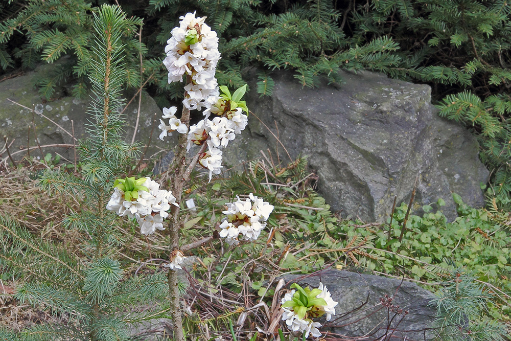 Daphne alpina