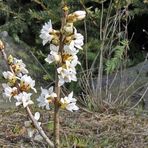 Daphne alpina - Alpenseidelbast