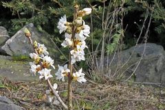 Daphne alpina - Alpenseidelbast