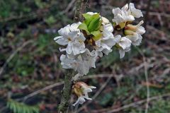 Daphne alpina - Alpenseidelbast im Ausschnitt