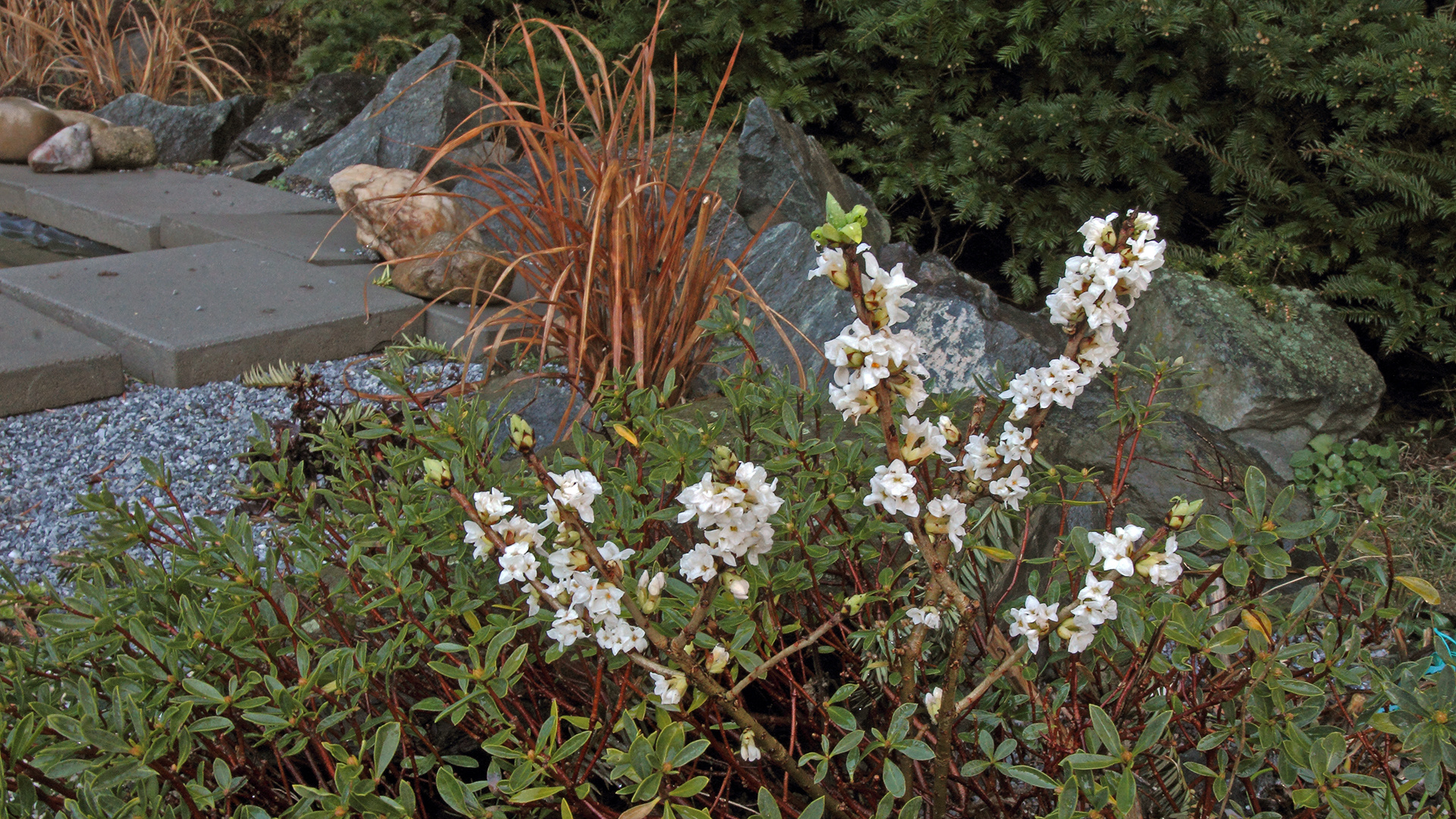 Daphne alpina der kostbare Alpenseidelbast blühte für seine Verhältnisse im Flachland...