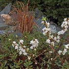 Daphne alpina der kostbare Alpenseidelbast blühte für seine Verhältnisse im Flachland...