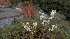 Daphne alpina der kostbare Alpenseidelbast blühte für seine Verhältnisse im Flachland...