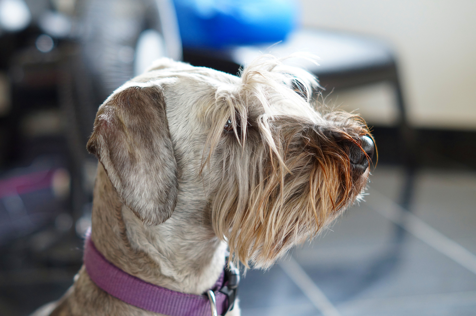 Daphne (Cesky Terrier)