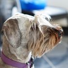 Daphne (Cesky Terrier)