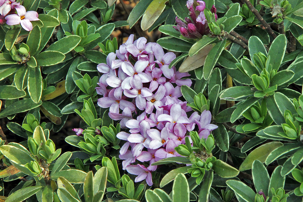 Daphne hybrid  -  Seidelbast hybrid
