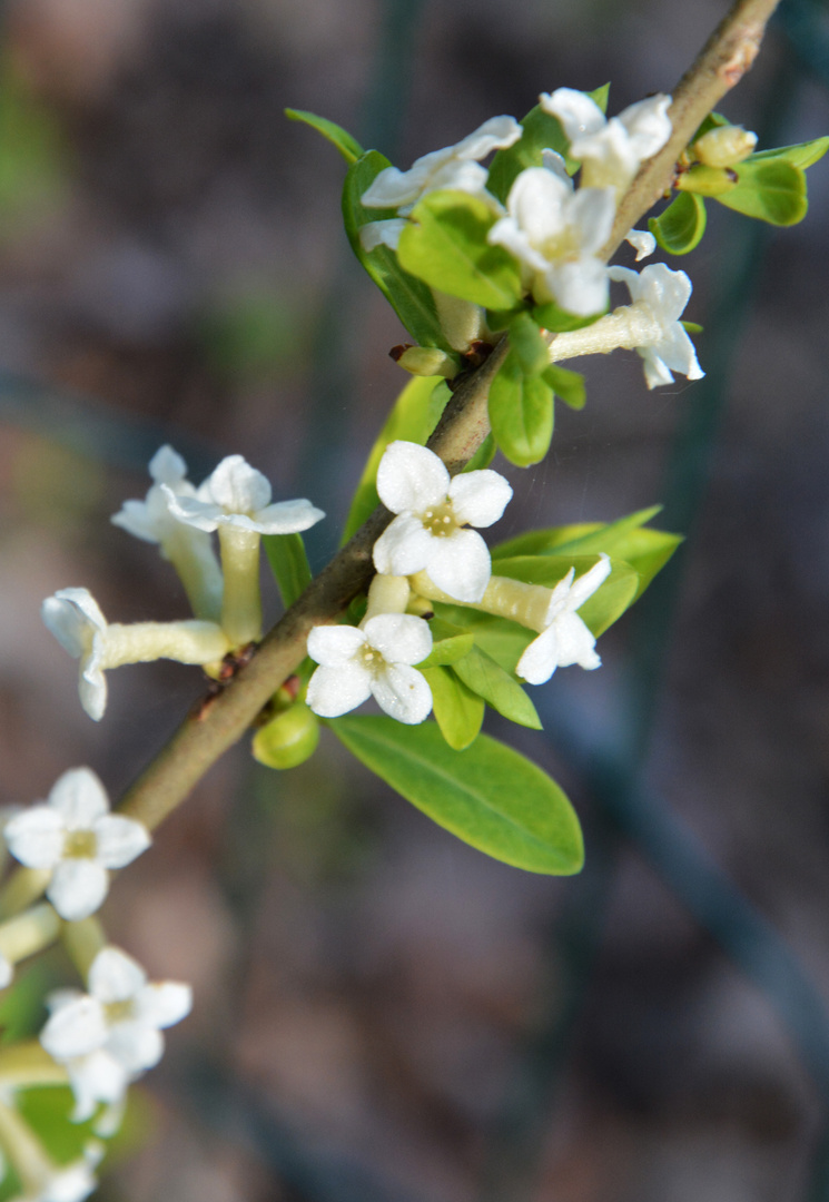 Daphne mezereum