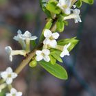 Daphne mezereum