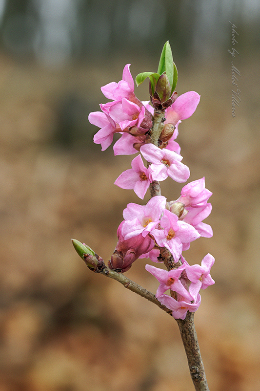 Daphne mezereum