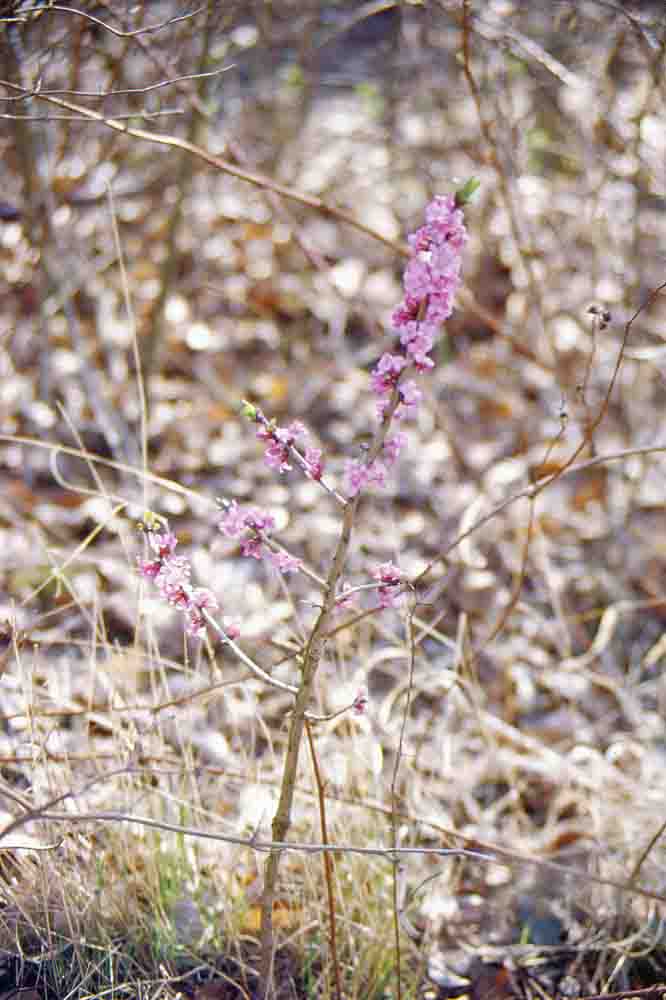 Daphne mezereum, Seidelbast