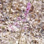 Daphne mezereum, Seidelbast