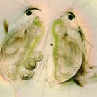 Daphnia (Blattfußkrebs)