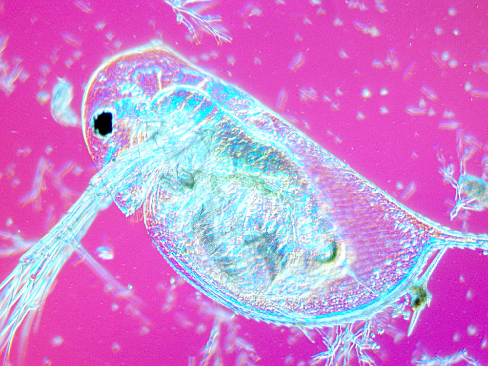 Daphnia longispina