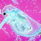 Daphnia longispina