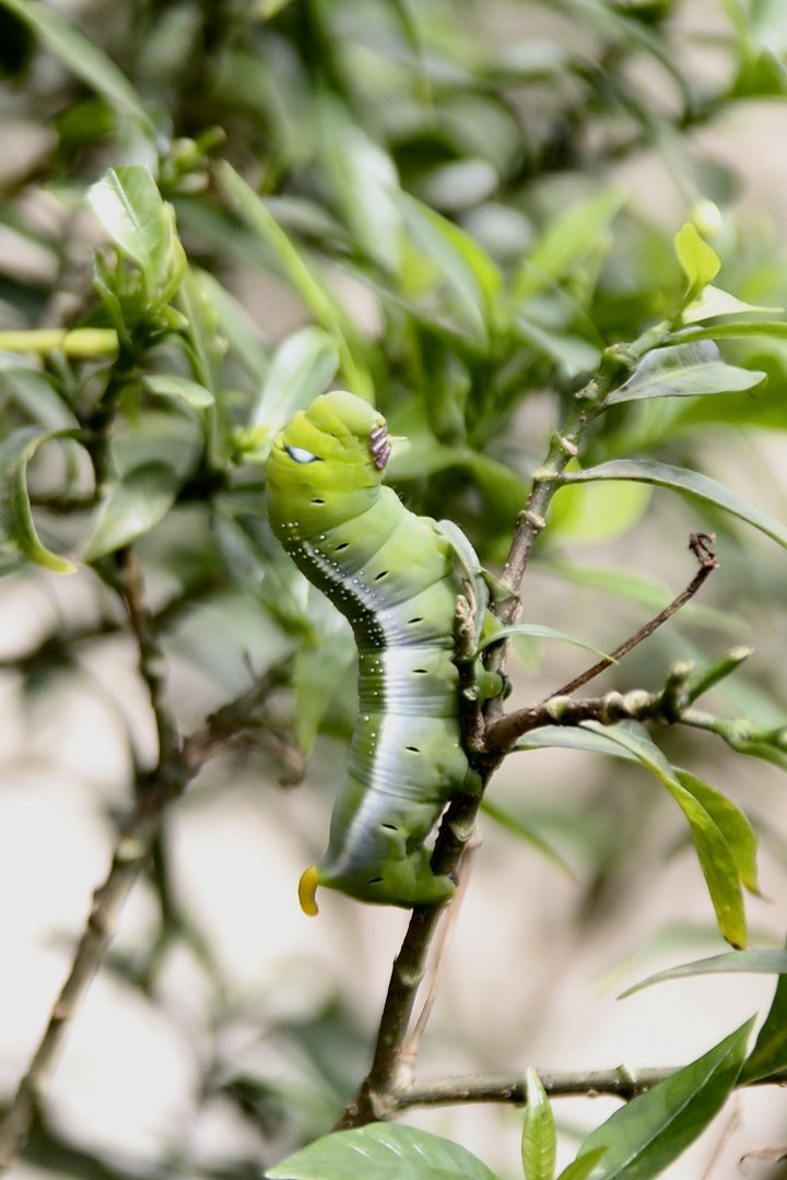 Daphnis nerii   (ca 5 cm lang)