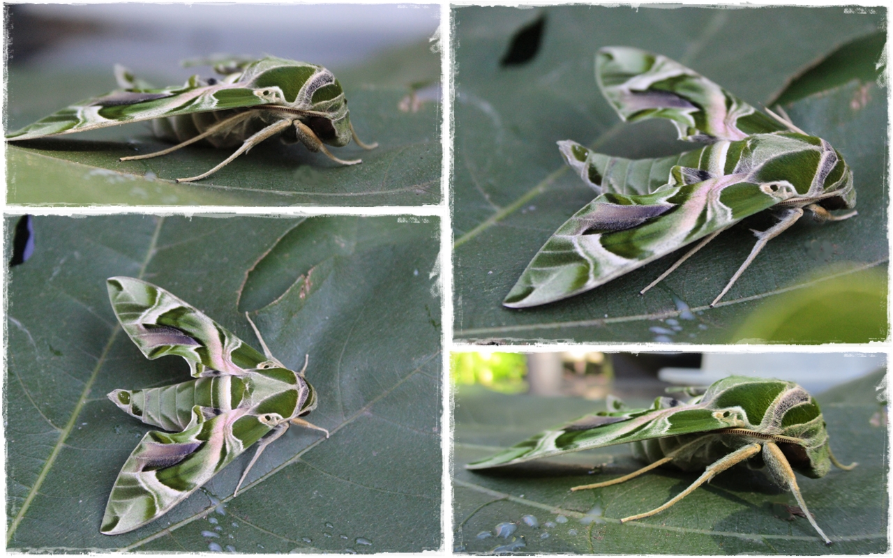  Daphnis nerii- Oleanderschwärmer 