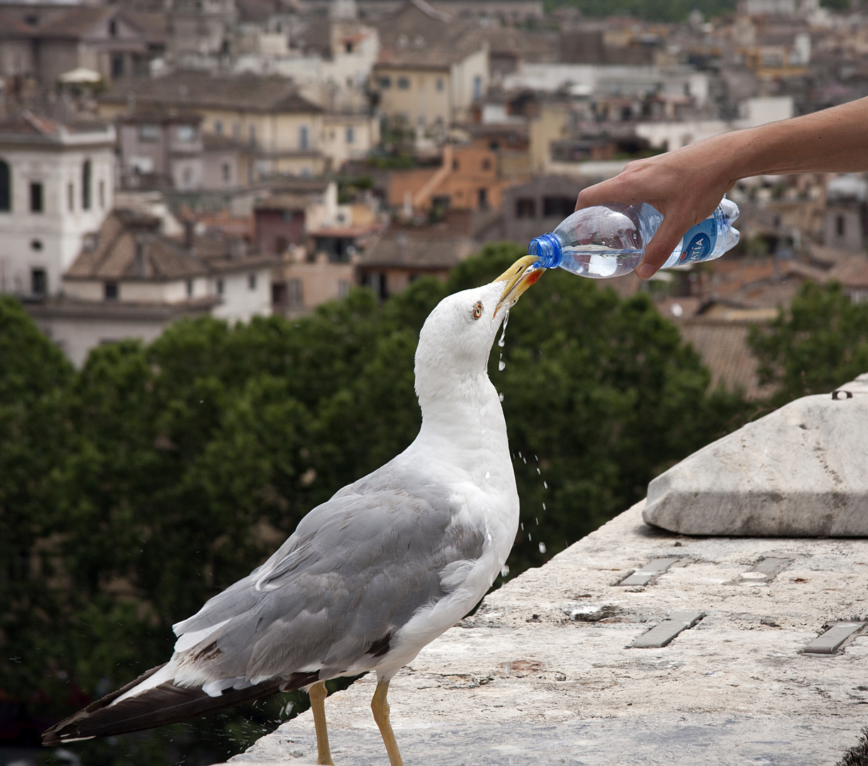 Dar da bere agli assetati (dar de beber al sediento)