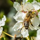 Dar Frühling ist da