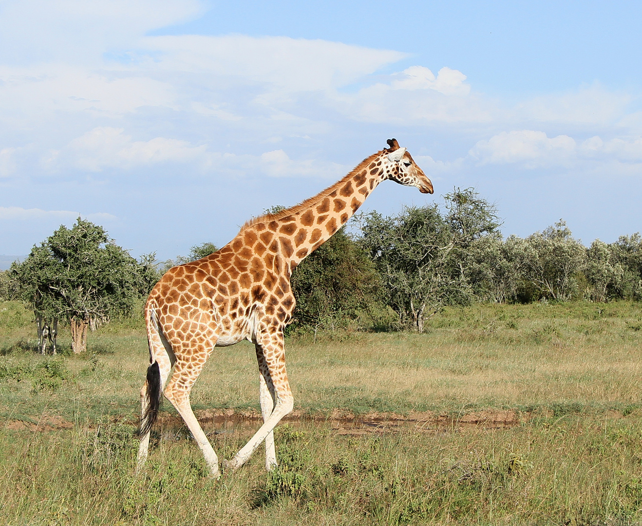 darauf hat er es abgesehen auf die Rothschildgiraffe 