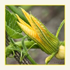 daraus wird noch was ...Kürbisblüte