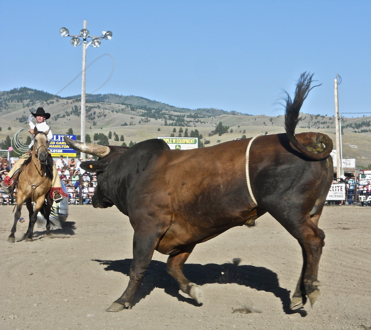 Darby Rodeo