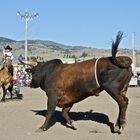 Darby Rodeo