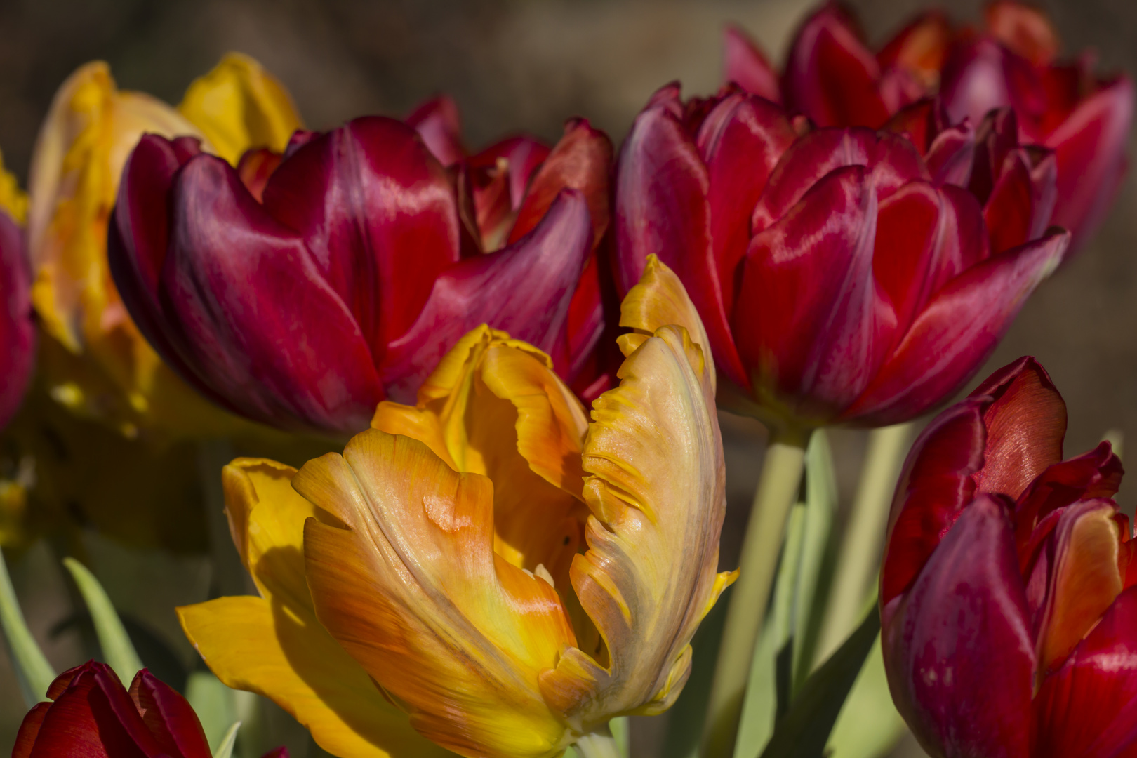 darf es etwas frühling sein?