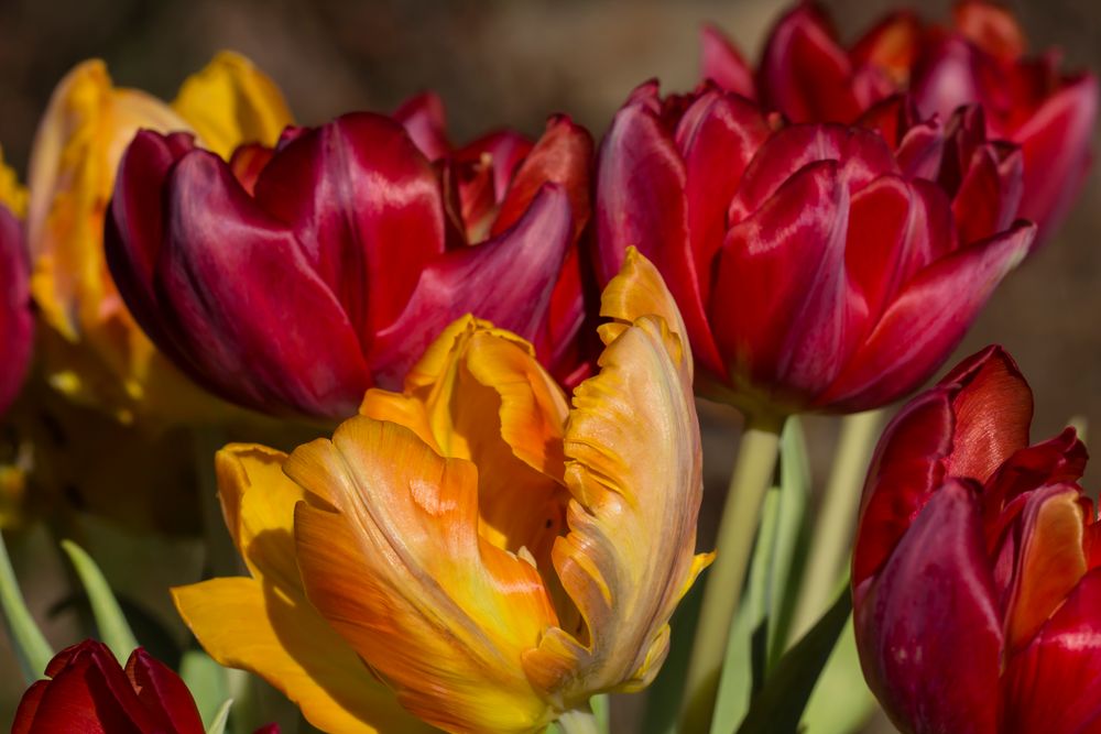 darf es etwas frühling sein?