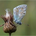 Darf es noch ein bisschen Sommer sein?