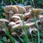 Darf ich bekanntmachen: Familie Pilz