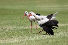 Darf ich bitten, gnädige Frau?  Freundliche Störche (Ciconia ciconia