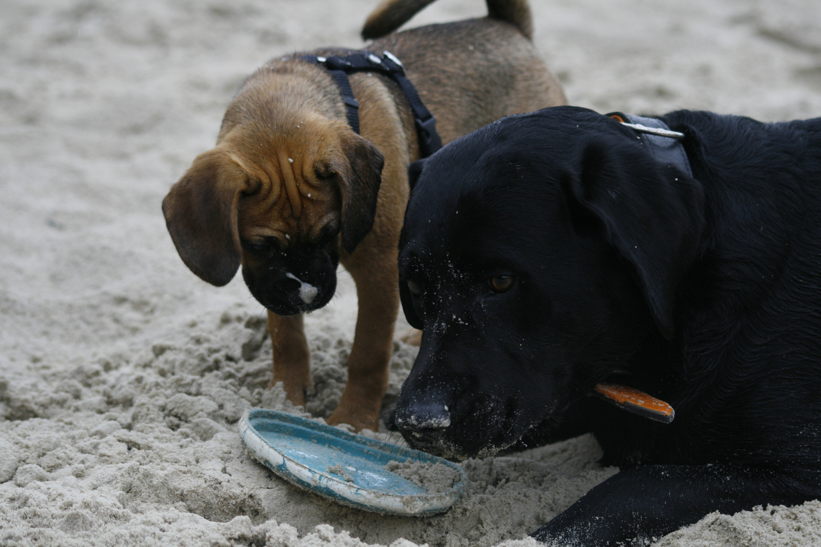 Darf ich die Frisbee jetzt auch mal haben?? Eigentlich ist das auch meine!!!