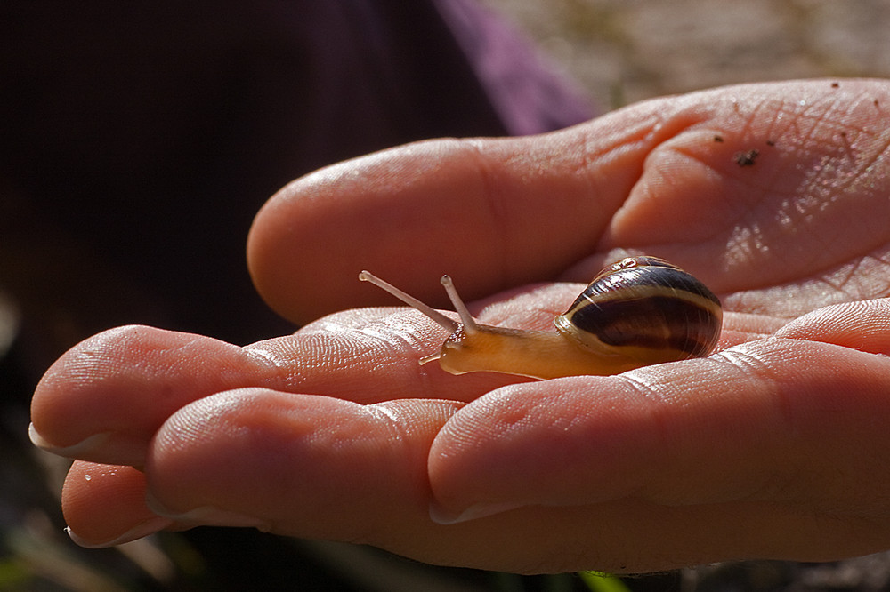 Darf ich die Schnecke auch mal auf die Hand nehmen?