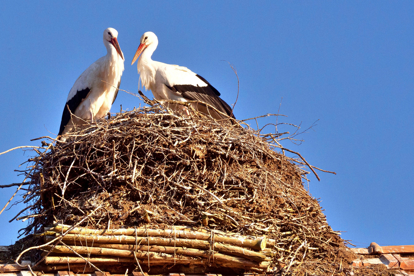 Darf ich dir mein Nest zeigen?