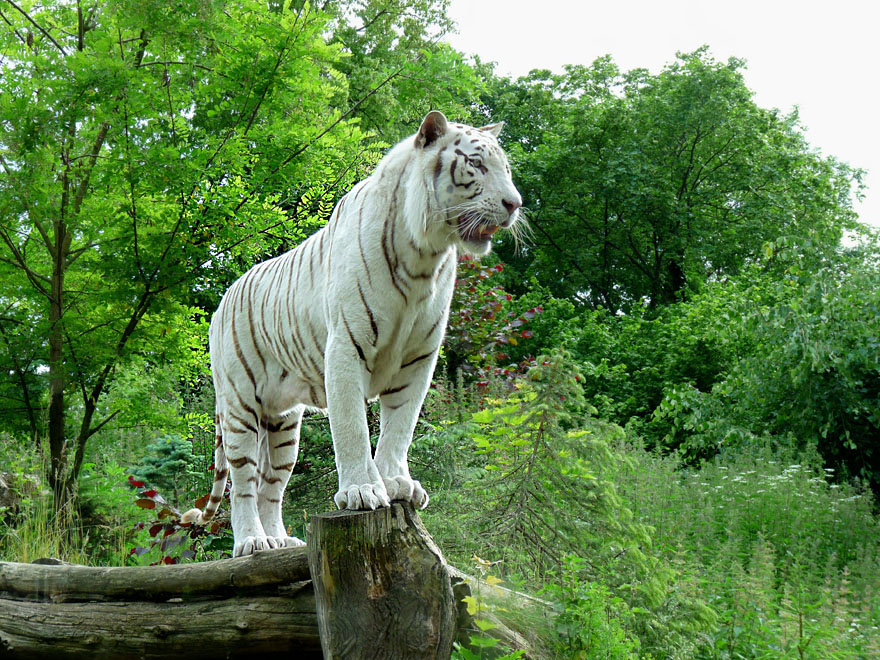 Darf ich Euch den  Papa von unserem kleinen Tigermädchen  vorstellen