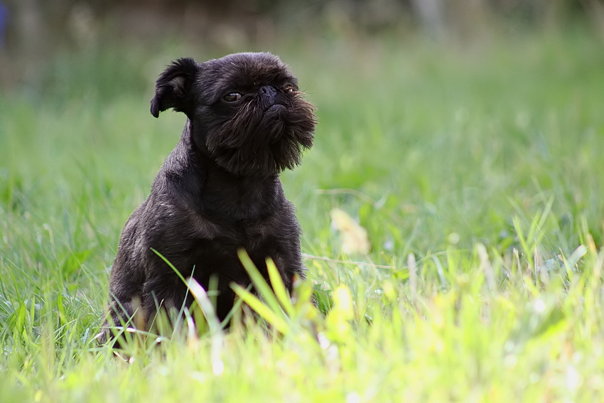 Darf ich mal Ihren Hund fotografieren?