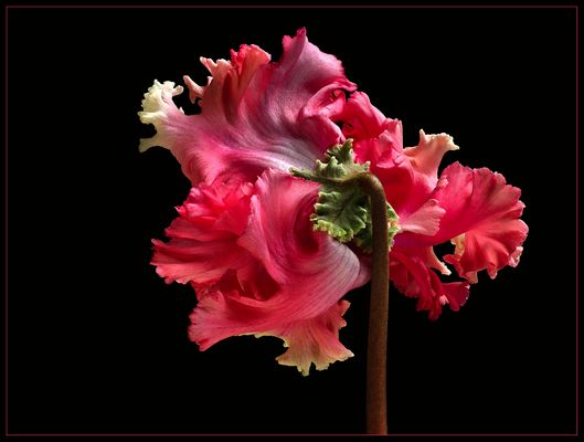 Darf ich mich vorstellen .. ich bin das Alpenveilchen "Rokoko" - ( Stacking Bild ) 