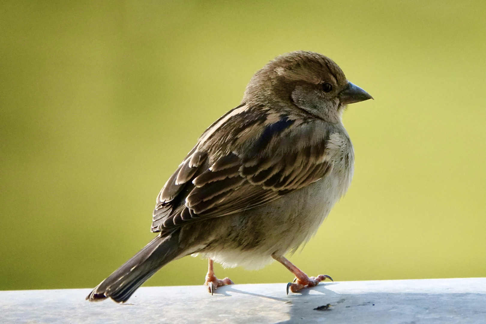 Darf ich mich vorstellen ich bin der Spatz