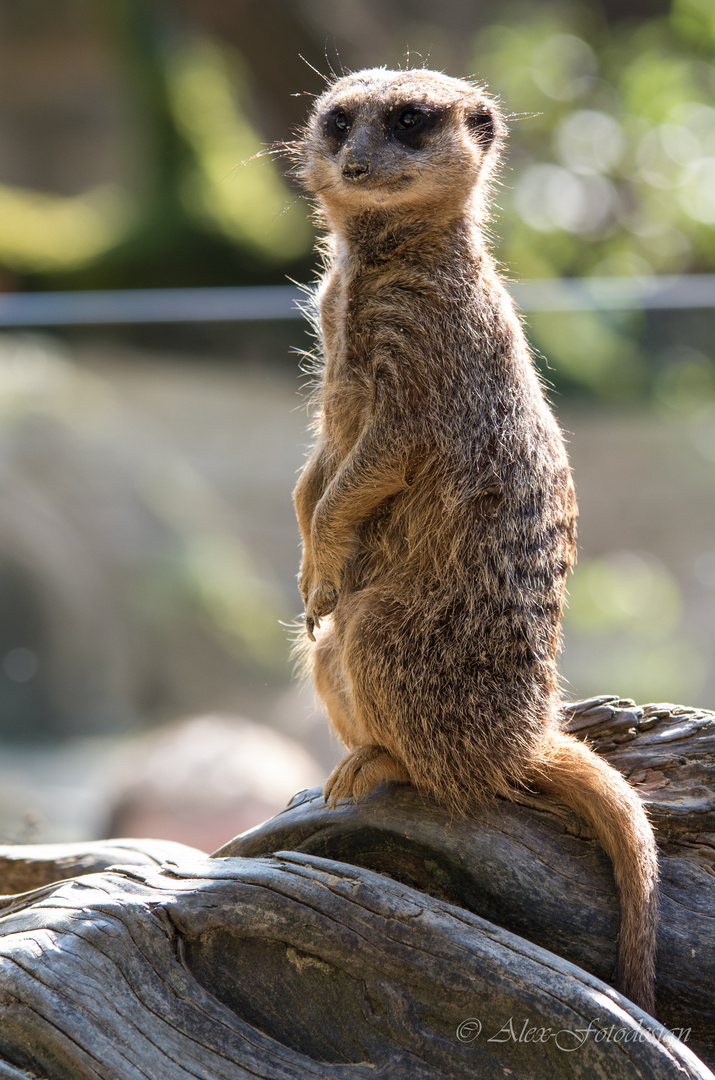 Darf ich mich vorstellen, ich bin ein Erdmännchen.