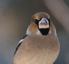 Darf ich mich vorstellen ??? ( Nr. III von IV)