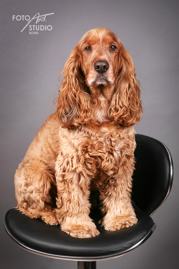 Darf ich mich vorstellen: Sir Gudwin...Der Englische Cocker Spaniel