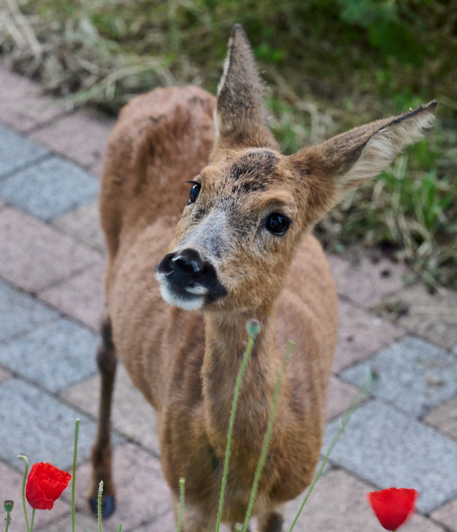 darf ich Mohn fressen?