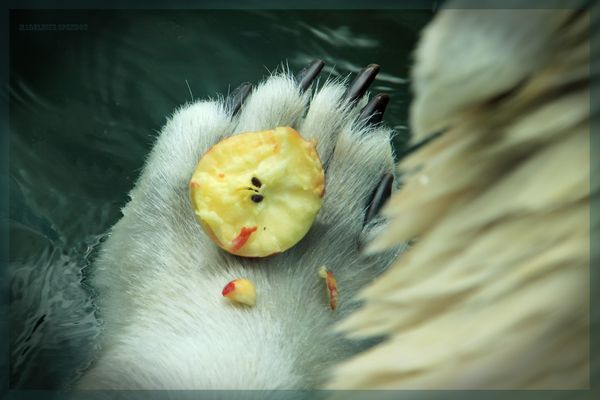 Darf ich servieren??